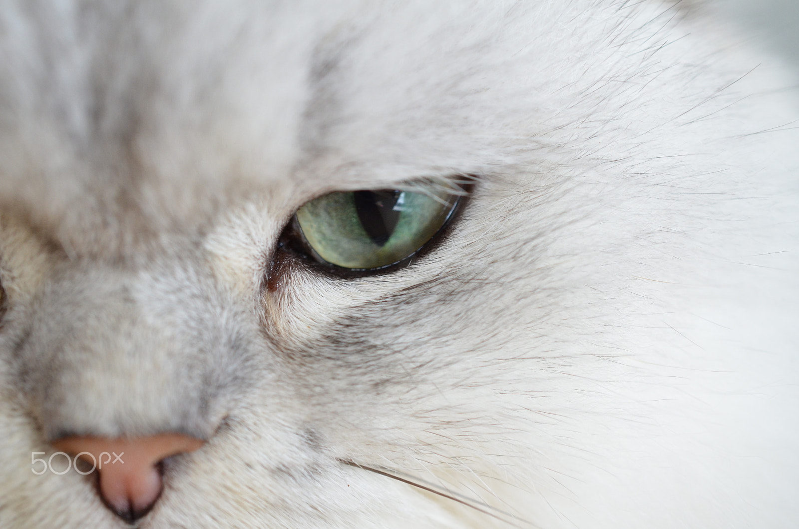 Nikon AF-S DX Micro Nikkor 40mm F2.8 sample photo. Stare photography