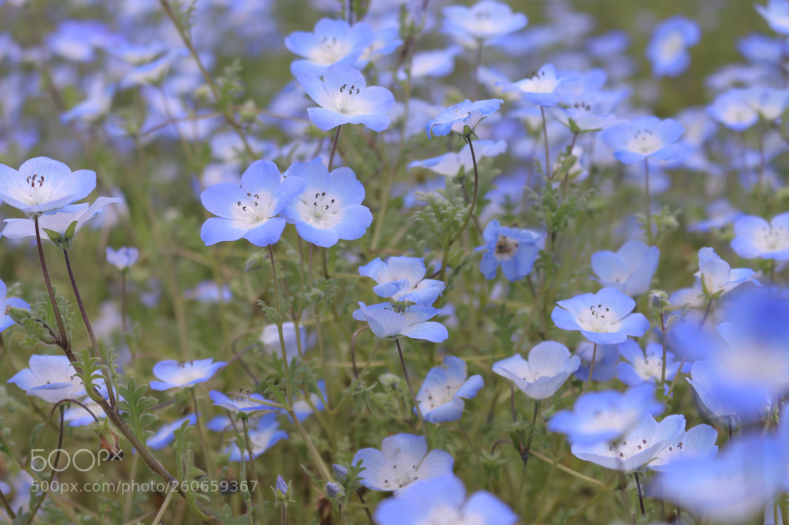 Canon EOS 70D sample photo. Nemophila photography