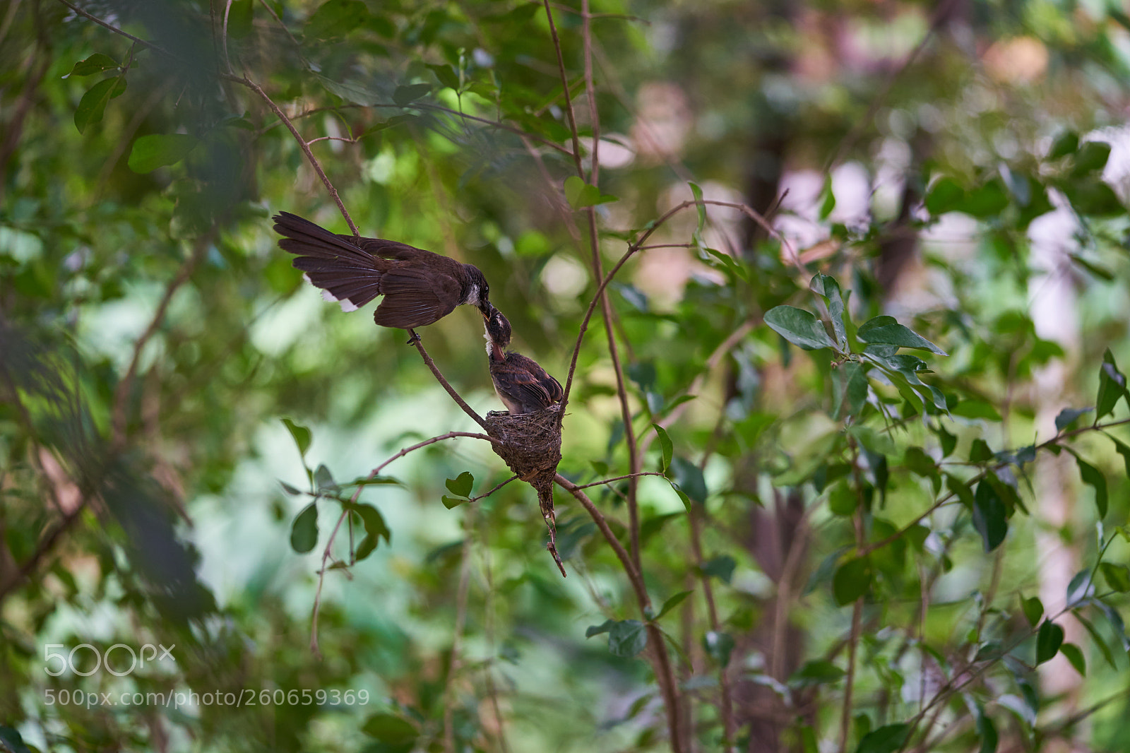 Sony a7 II sample photo. Bird feeding to their photography