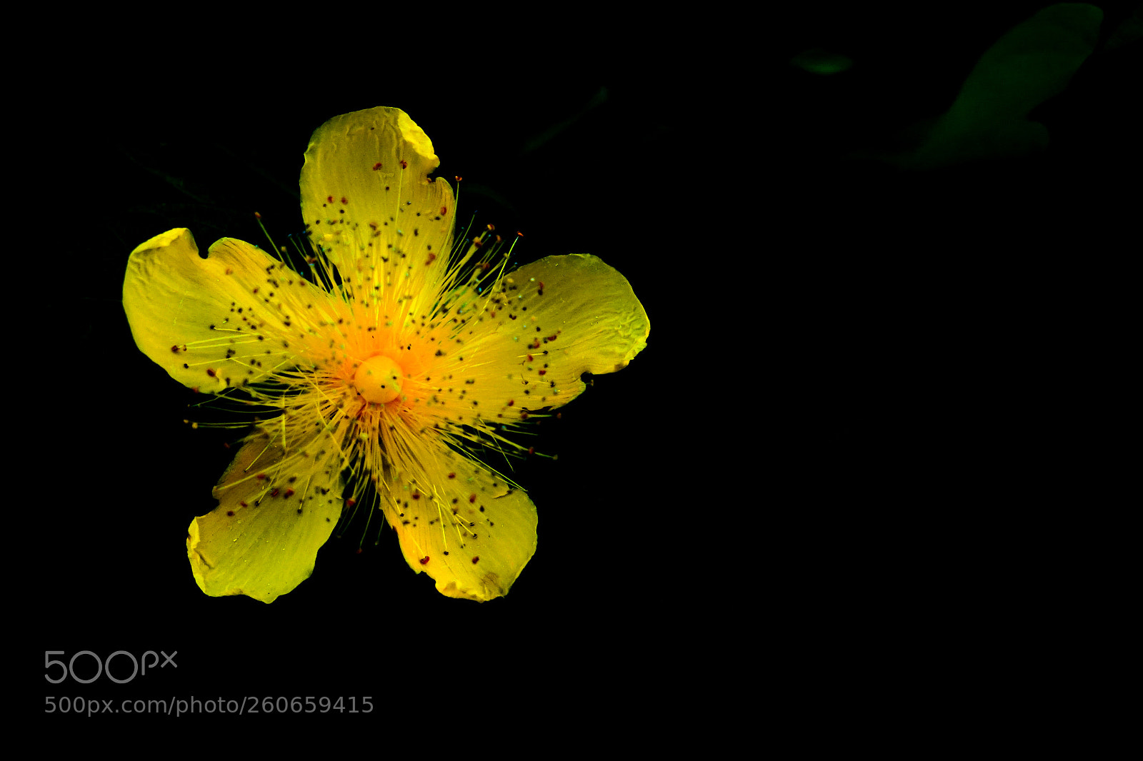 Sony a7 sample photo. Hypericum chinense in june photography