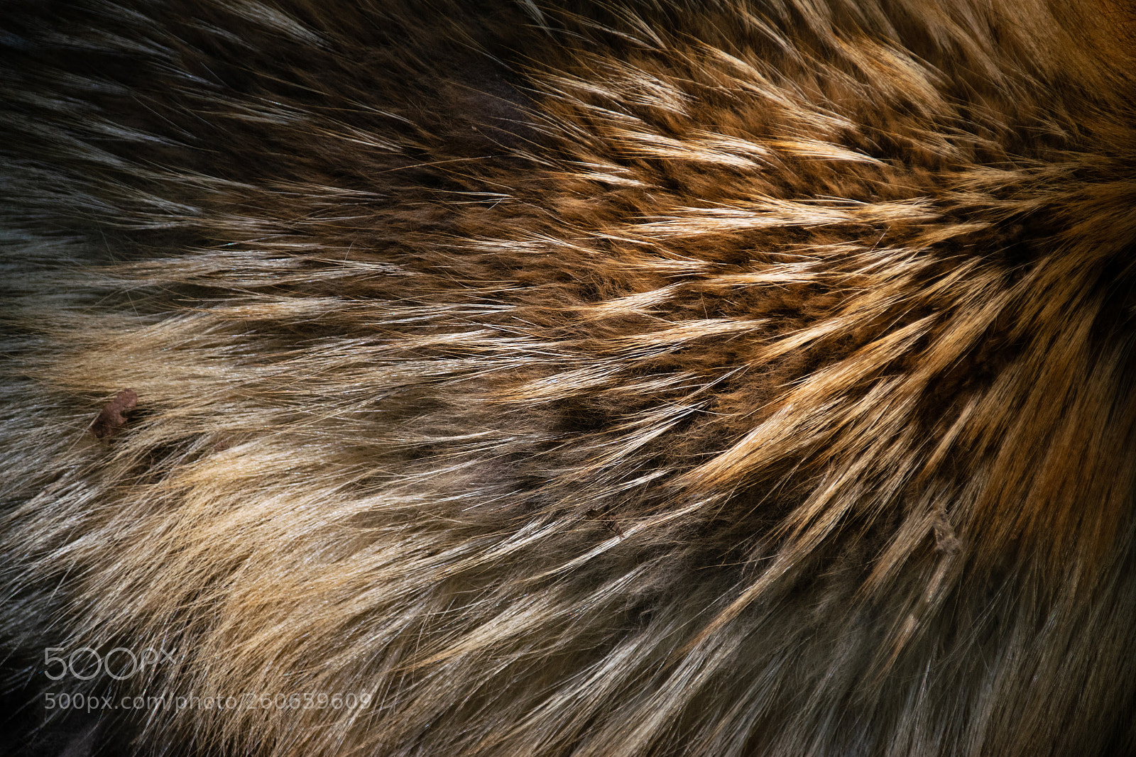 Nikon D5300 sample photo. Fox alive photography