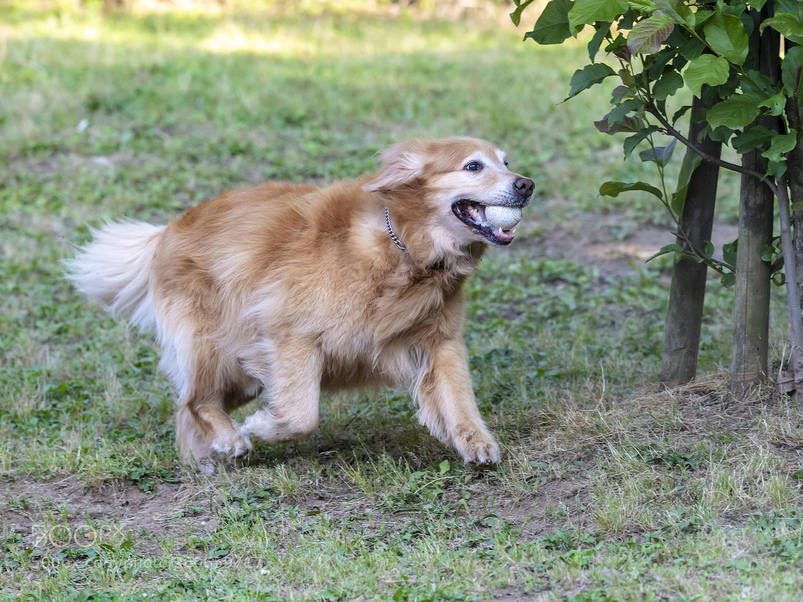 Nikon D5 sample photo. I've got a ball photography