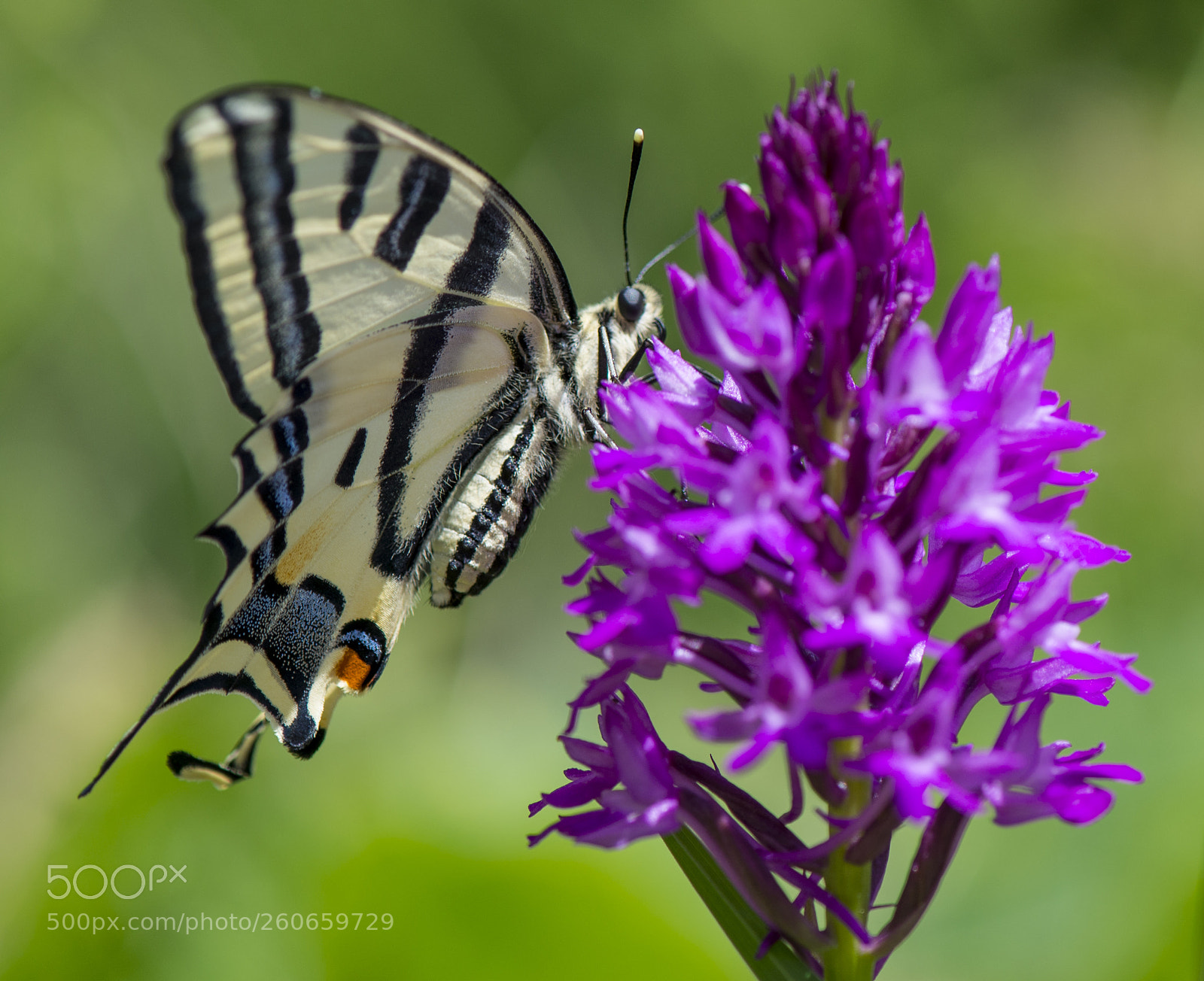 Nikon D610 sample photo. Kaplan kırlangıçkuyruk photography