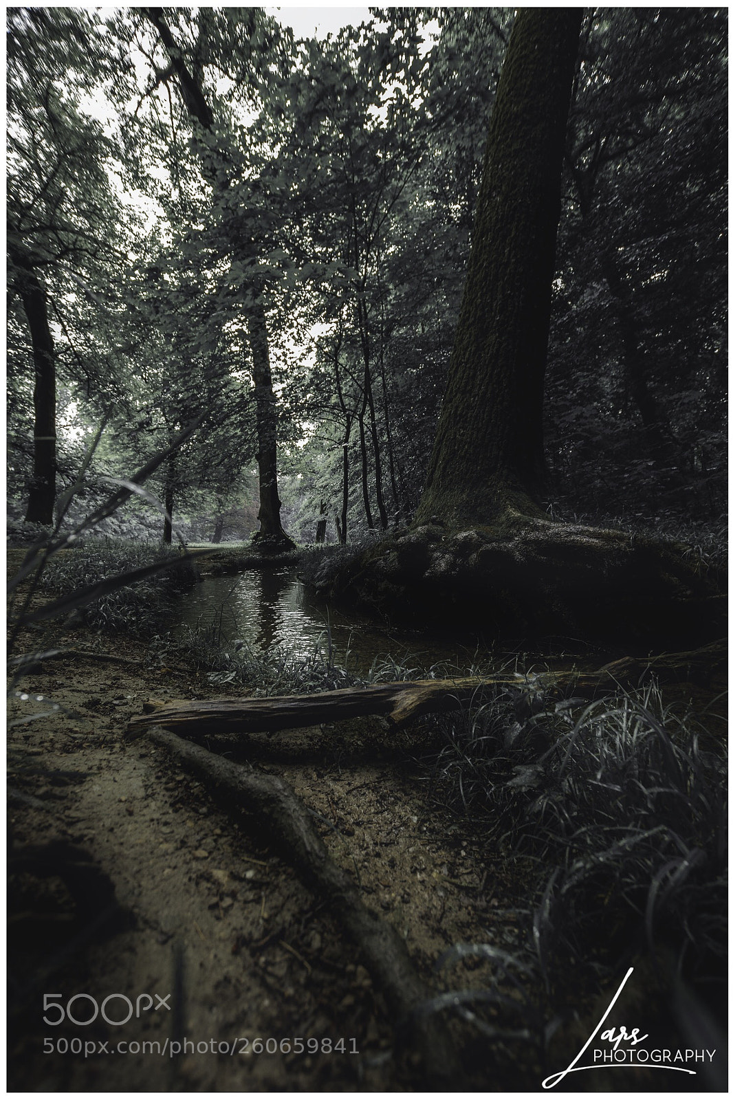 Nikon D5300 sample photo. Alone in the forest photography