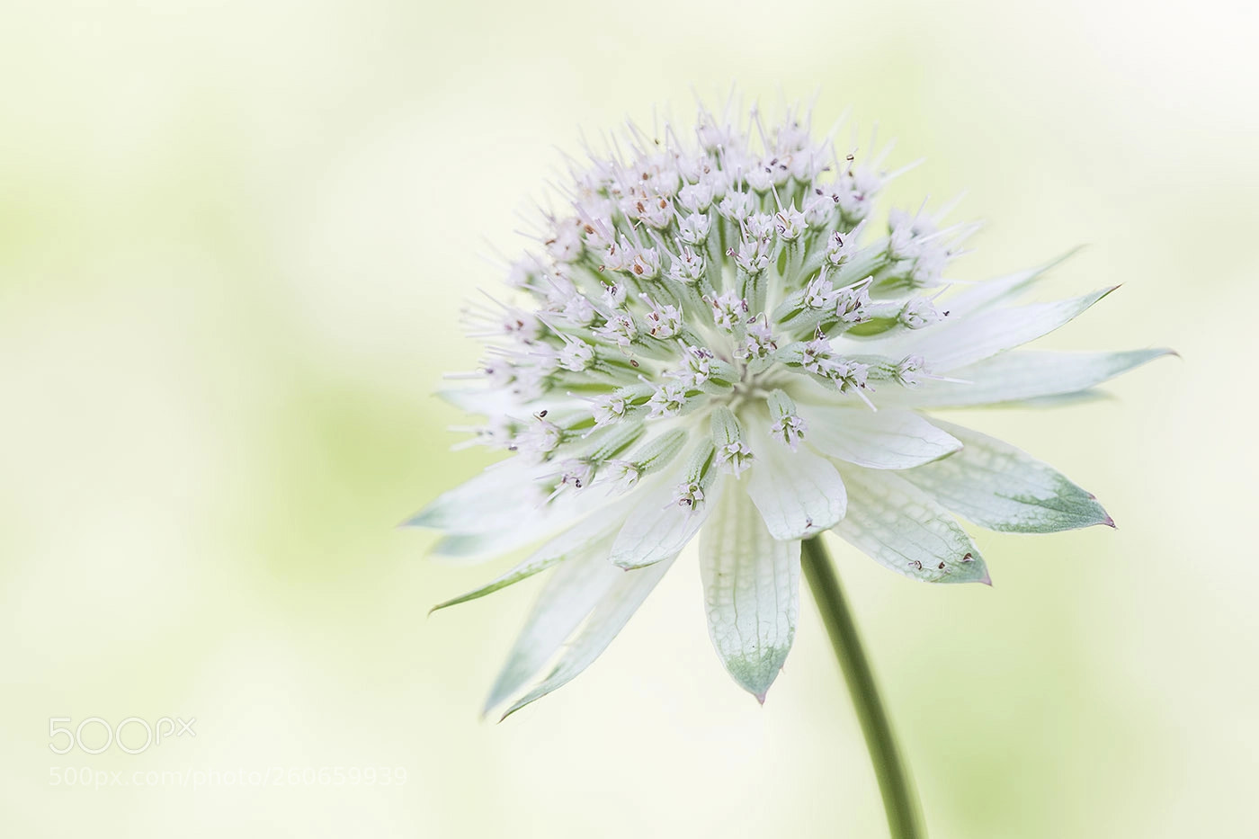 Canon EOS 7D Mark II sample photo. Astrantia photography