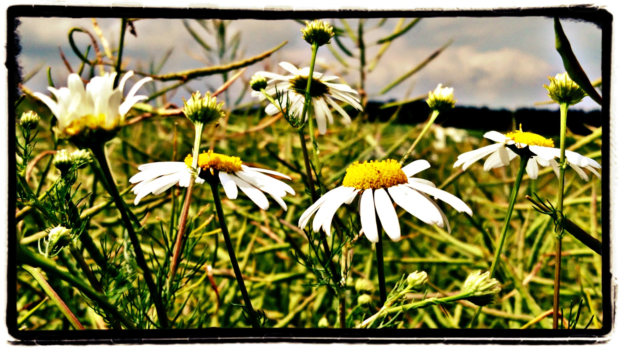 Sony Xperia X sample photo. Kamille im rapsfeld (camomile) photography