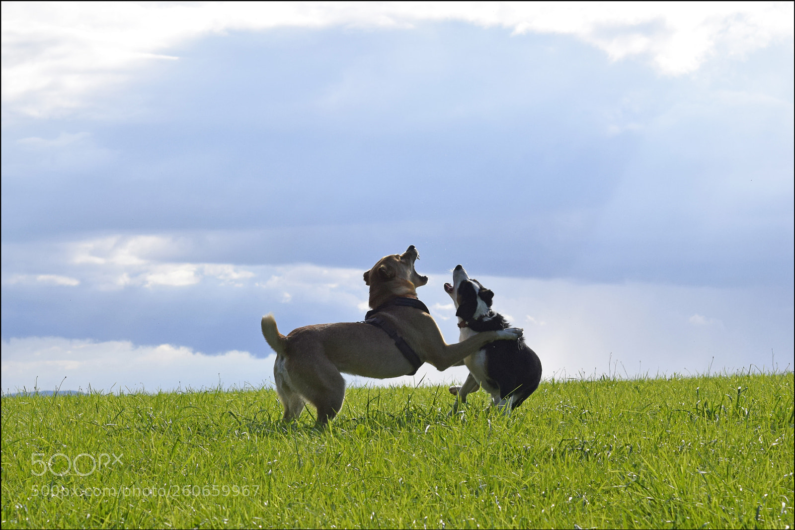 Nikon D3300 sample photo. The love story of photography