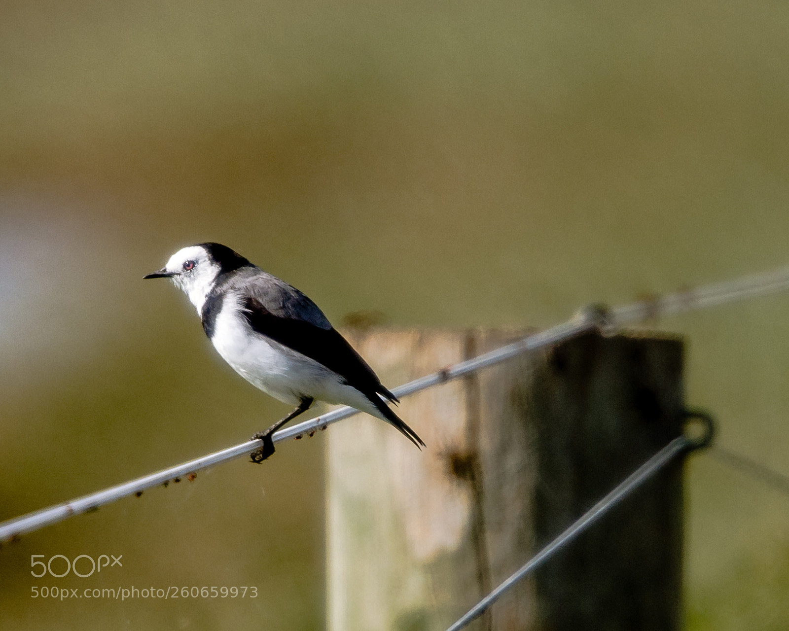 Nikon D7200 sample photo. White-fronted chat photography