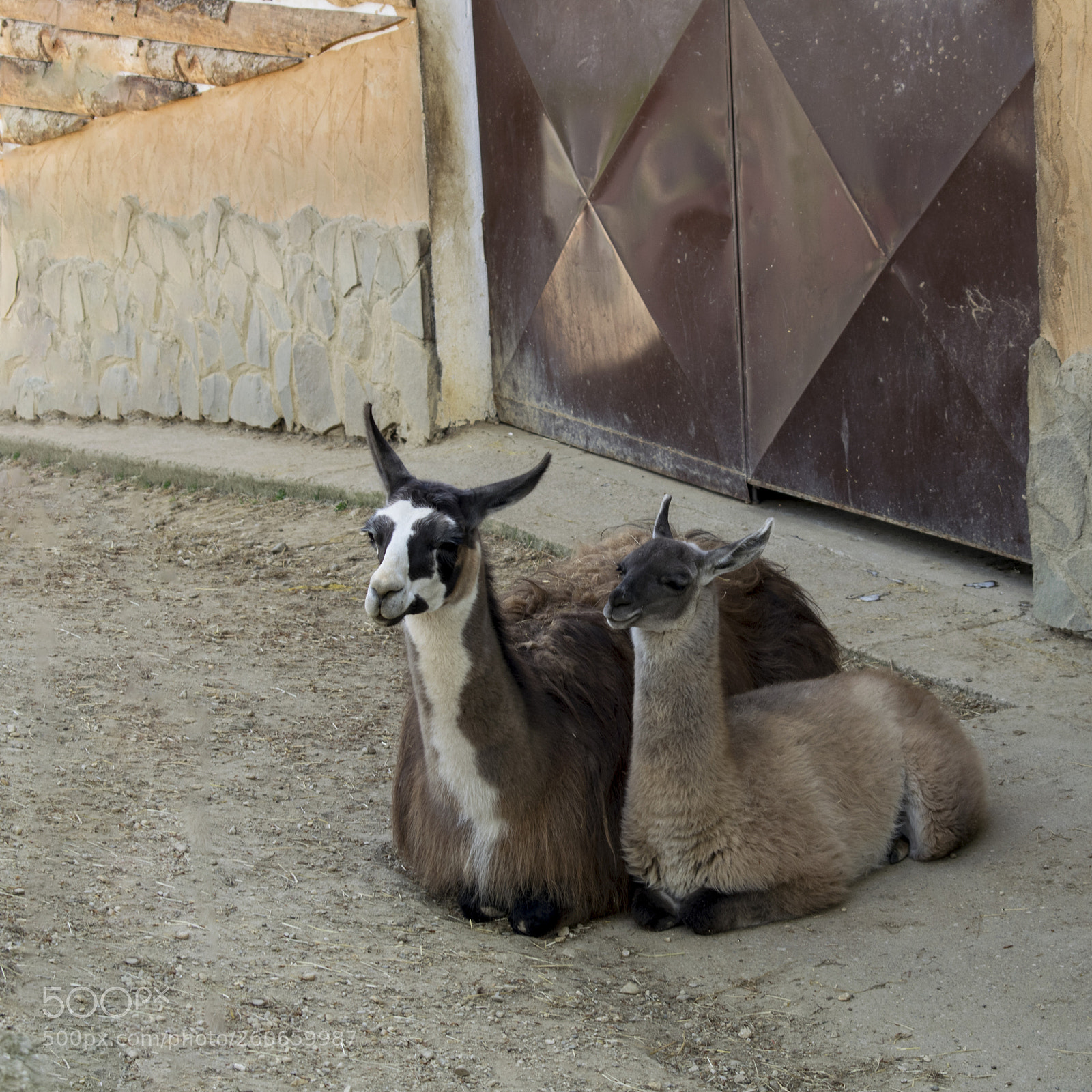 Nikon D3300 sample photo. Baby llama knows no photography