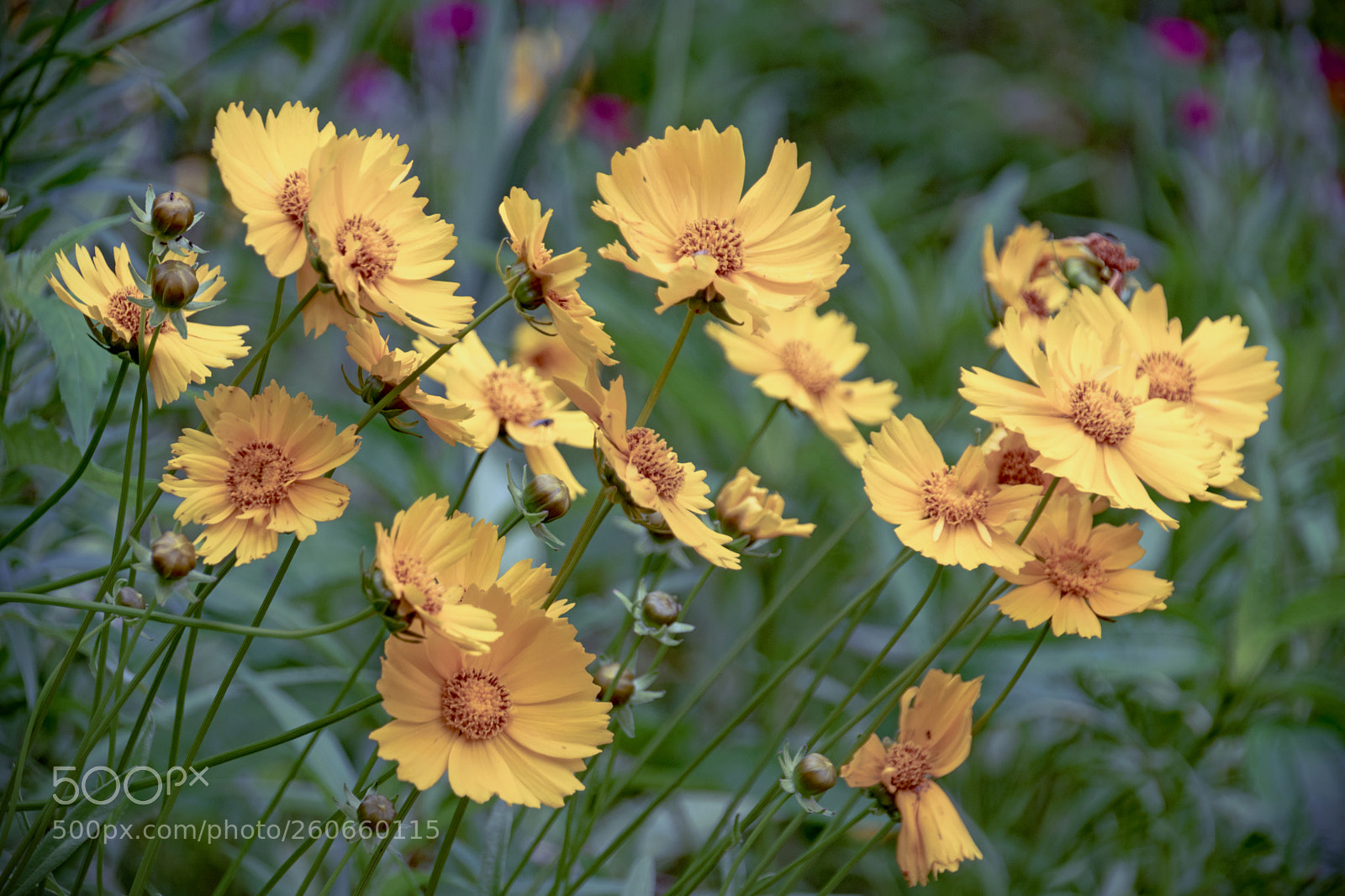 Nikon D5300 sample photo. Coreopsis photography