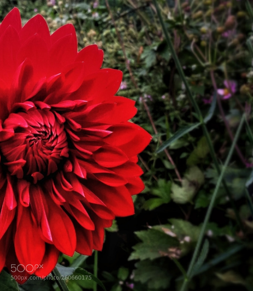 HUAWEI P10 sample photo. Shine photography