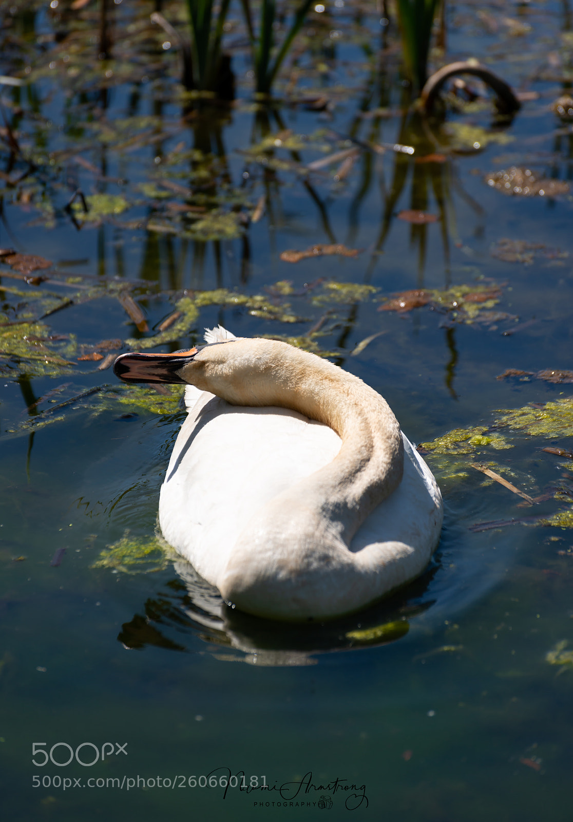 Nikon D800 sample photo. Have kids they said photography
