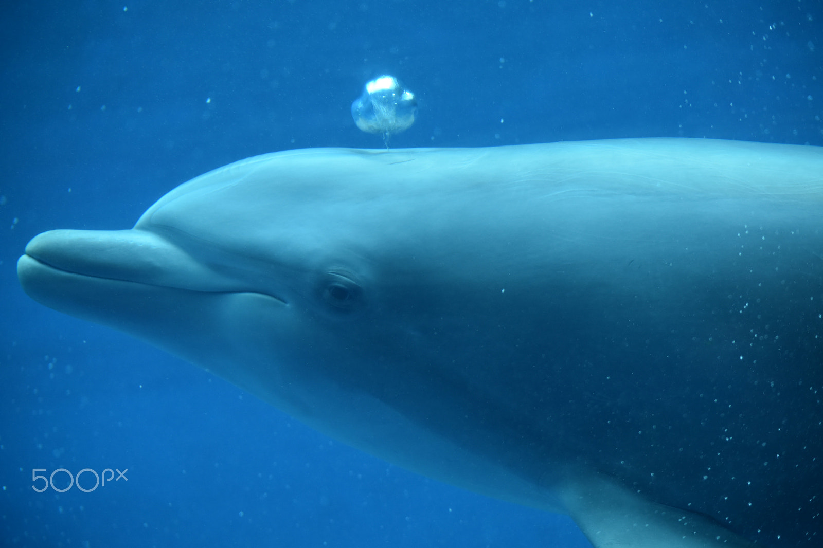 Nikon D5500 sample photo. The curious dolphin photography