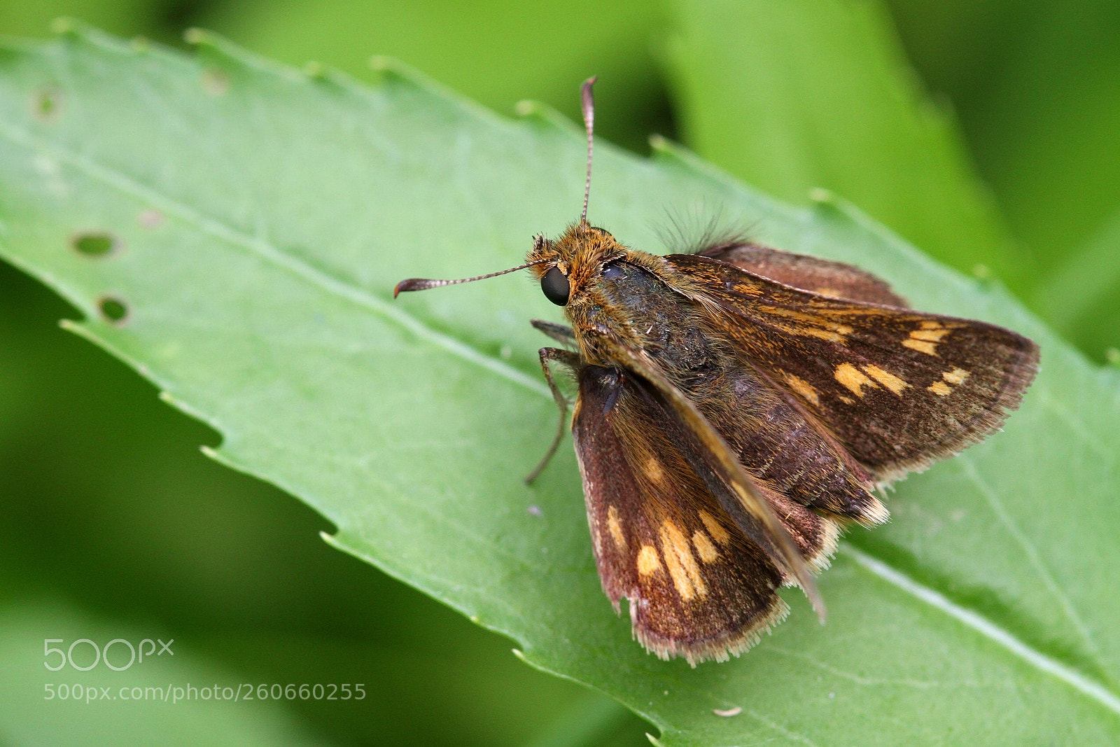 Canon EOS 7D sample photo. Polites peckius photography