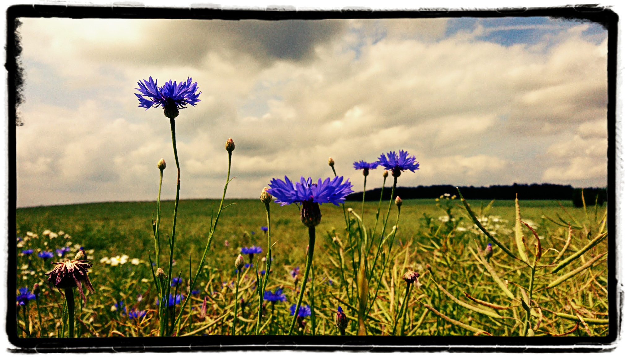 Sony Xperia X sample photo. Kornblumen /cornflower photography