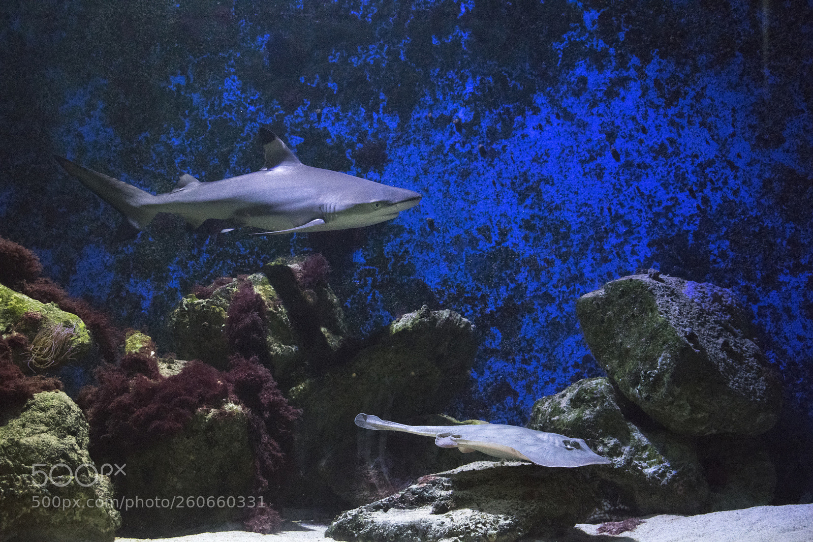 Nikon D3300 sample photo. Shark and dasyatis photography