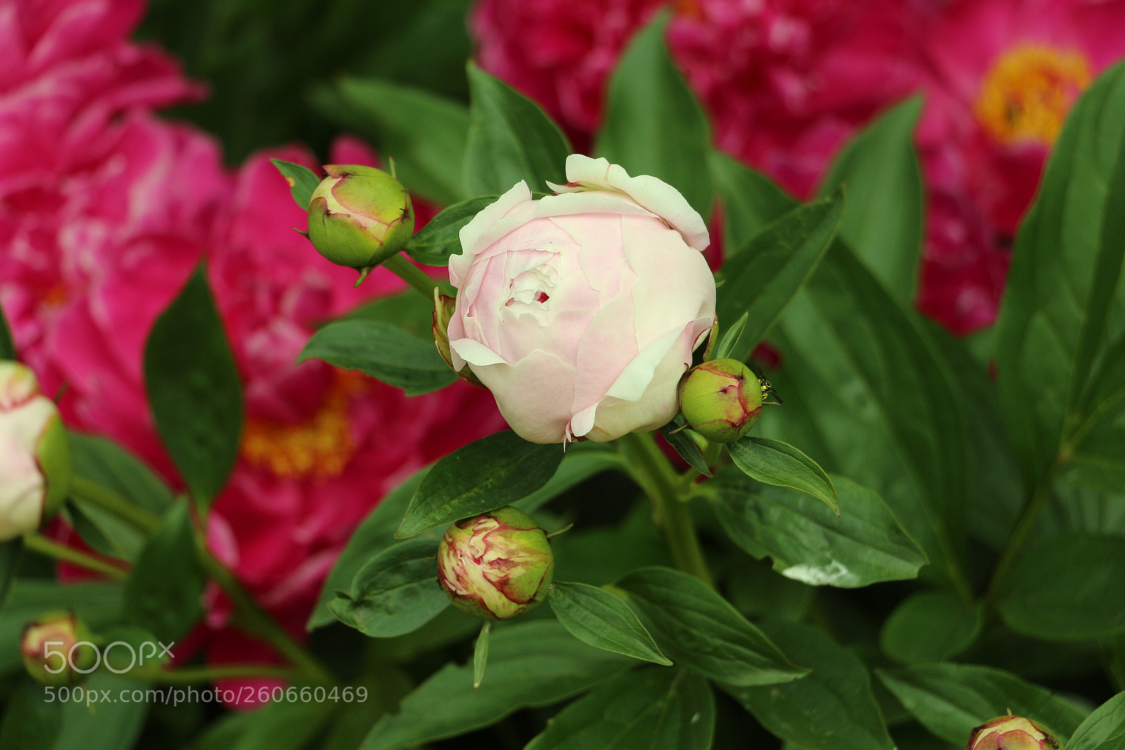 Canon EOS 700D (EOS Rebel T5i / EOS Kiss X7i) sample photo. Light pink paeonia photography
