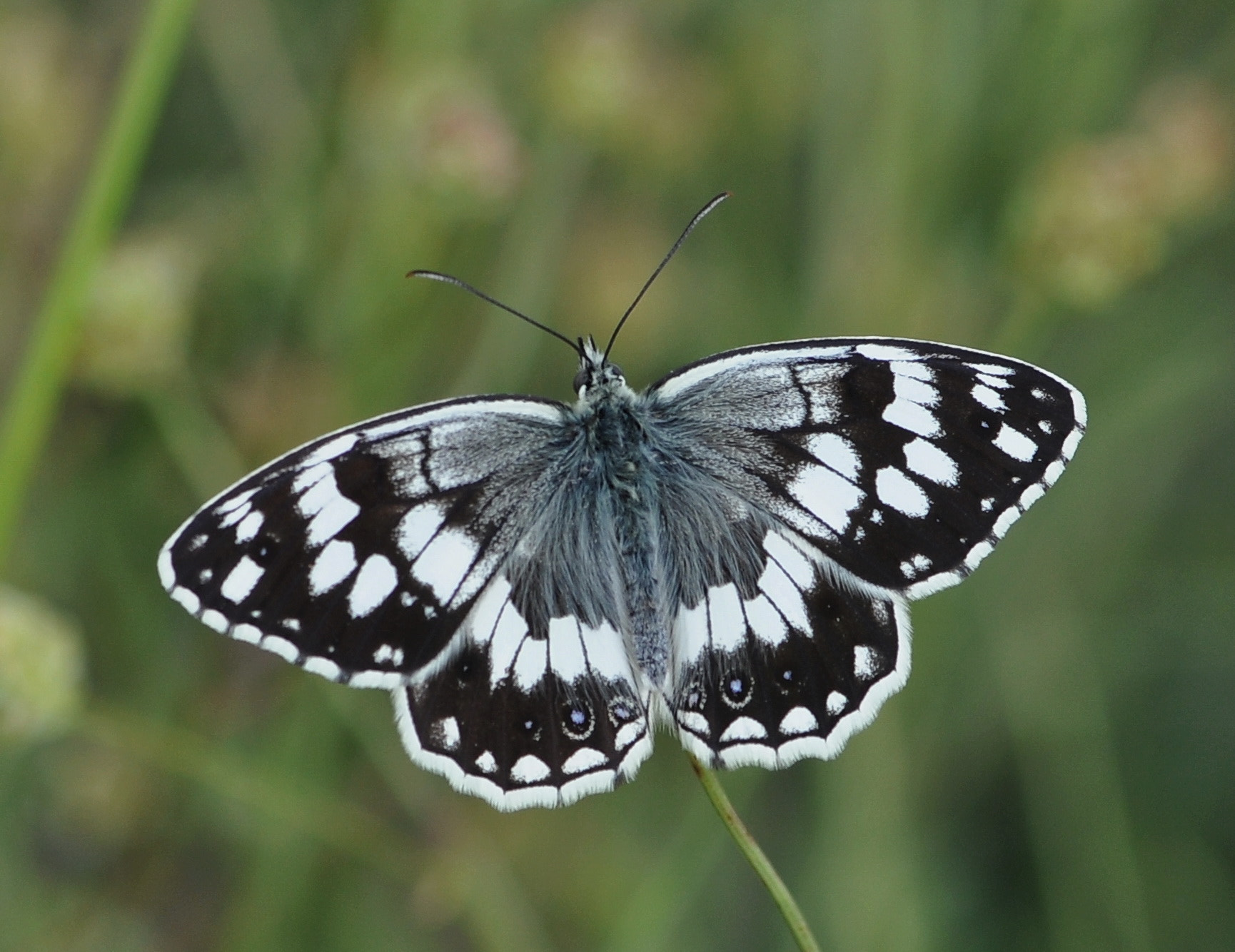 Nikon D90 + Nikon AF-S Micro-Nikkor 105mm F2.8G IF-ED VR sample photo. Melanargia larissa photography