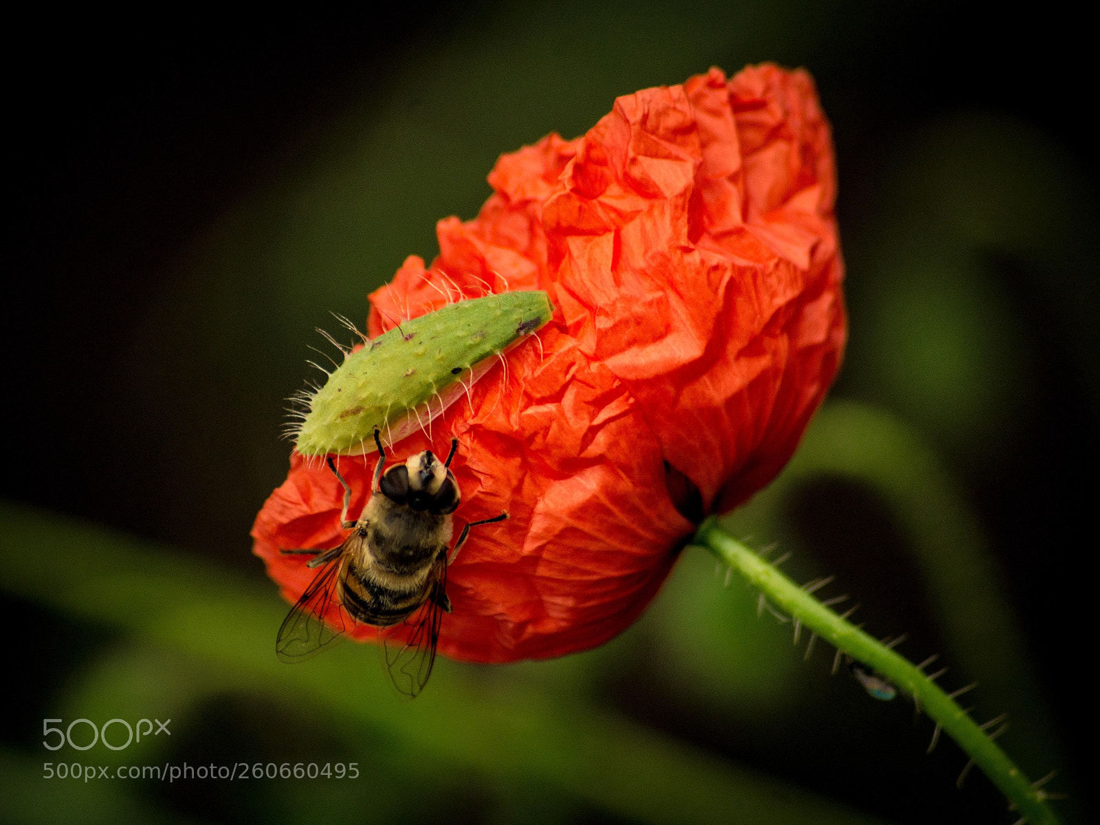 Sony SLT-A77 sample photo. Poppy photography