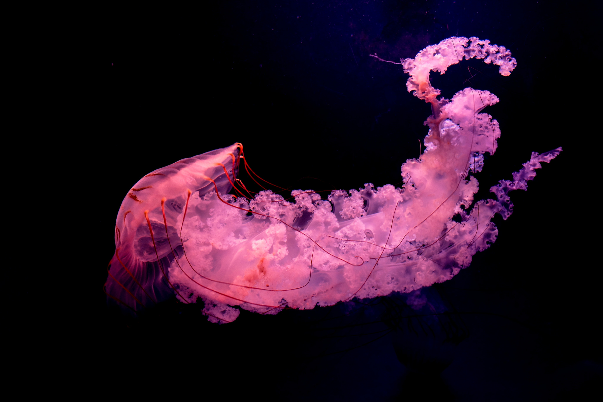 Fujifilm X20 sample photo. Jellyfish－水母 photography