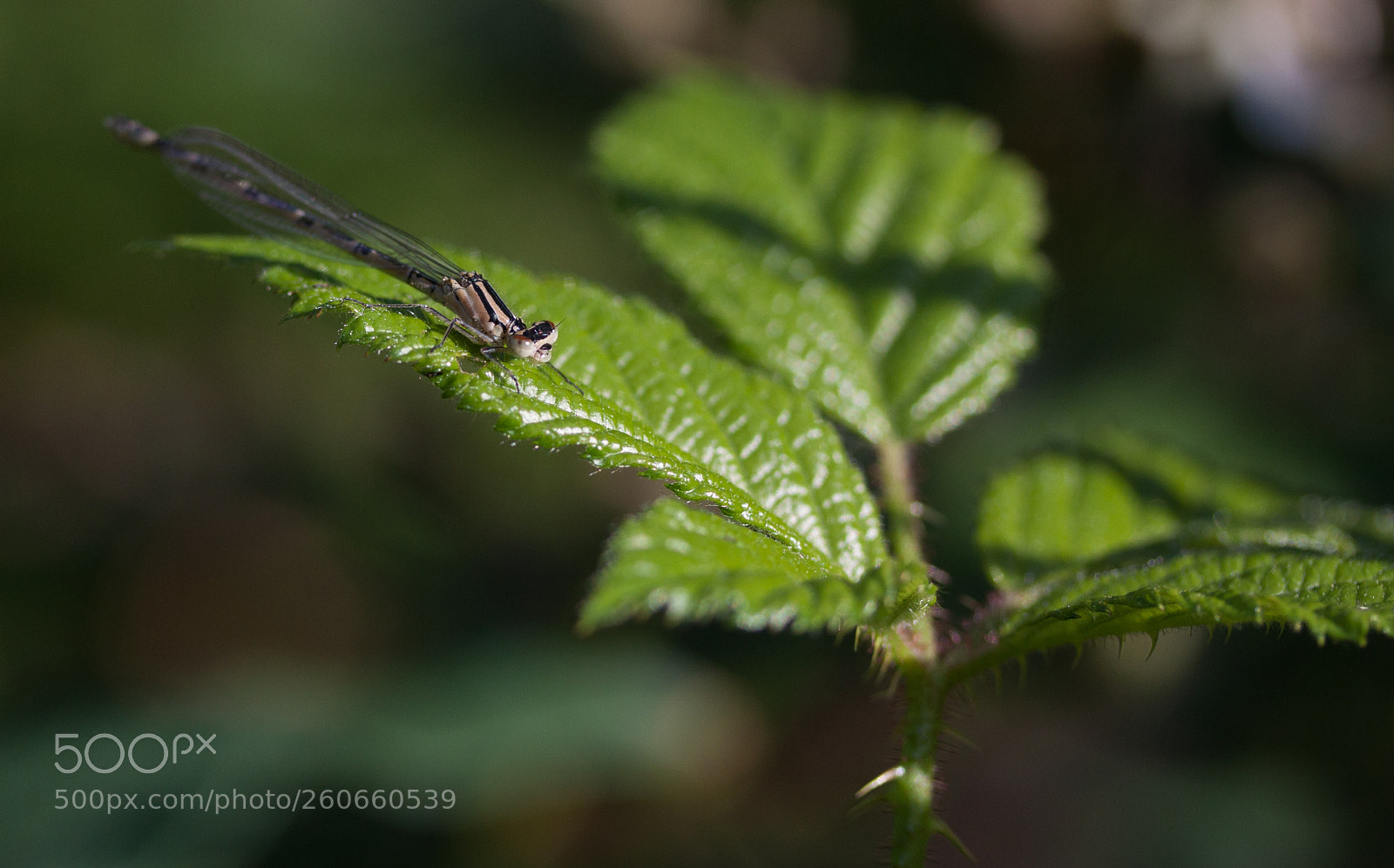 Canon EOS 50D sample photo. Female common blue damselfly photography