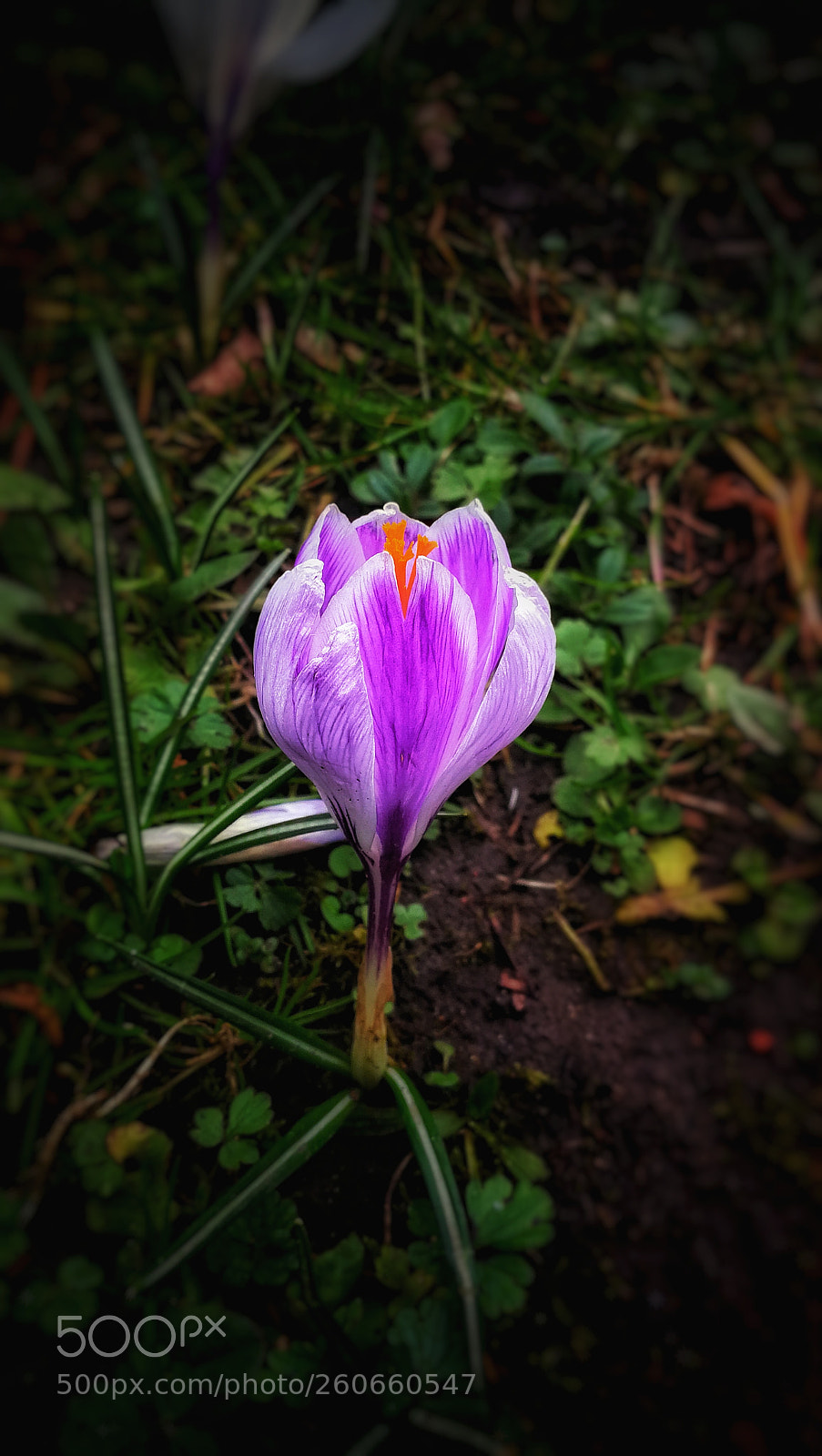 HUAWEI P10 sample photo. Birth of spring photography