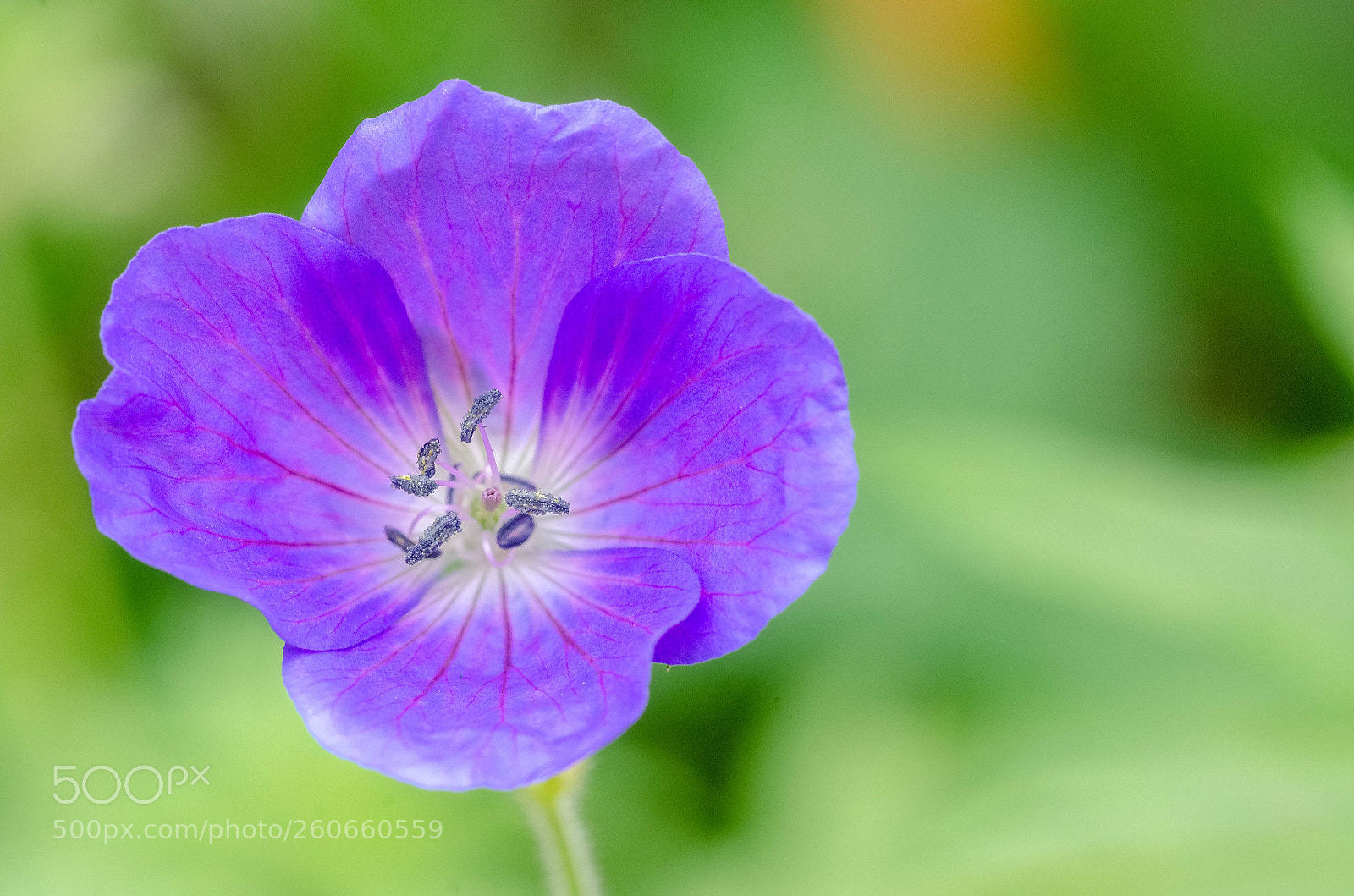 Nikon D7000 sample photo. Anemone macro photography