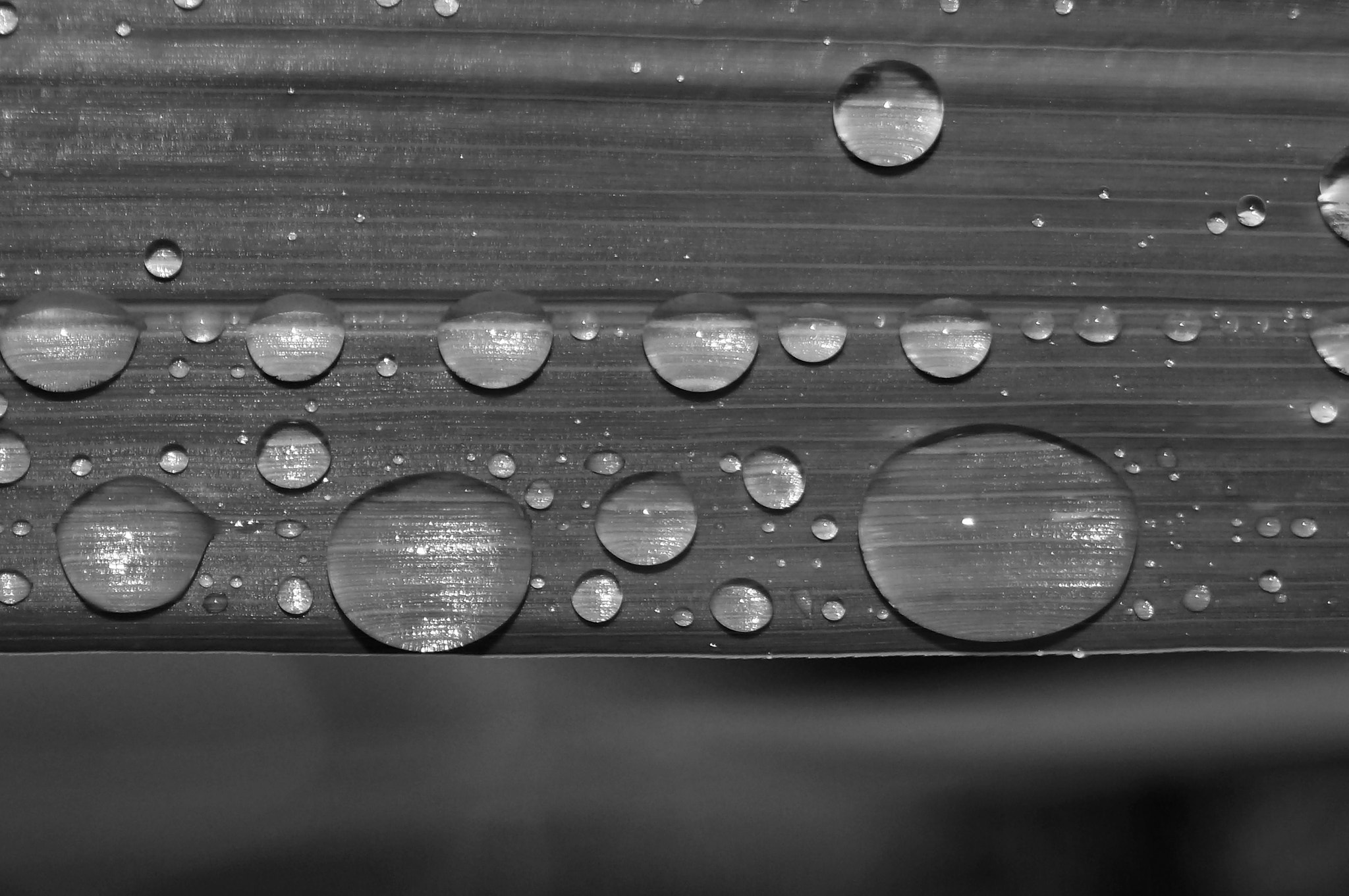 Sony SLT-A37 sample photo. Drops photography