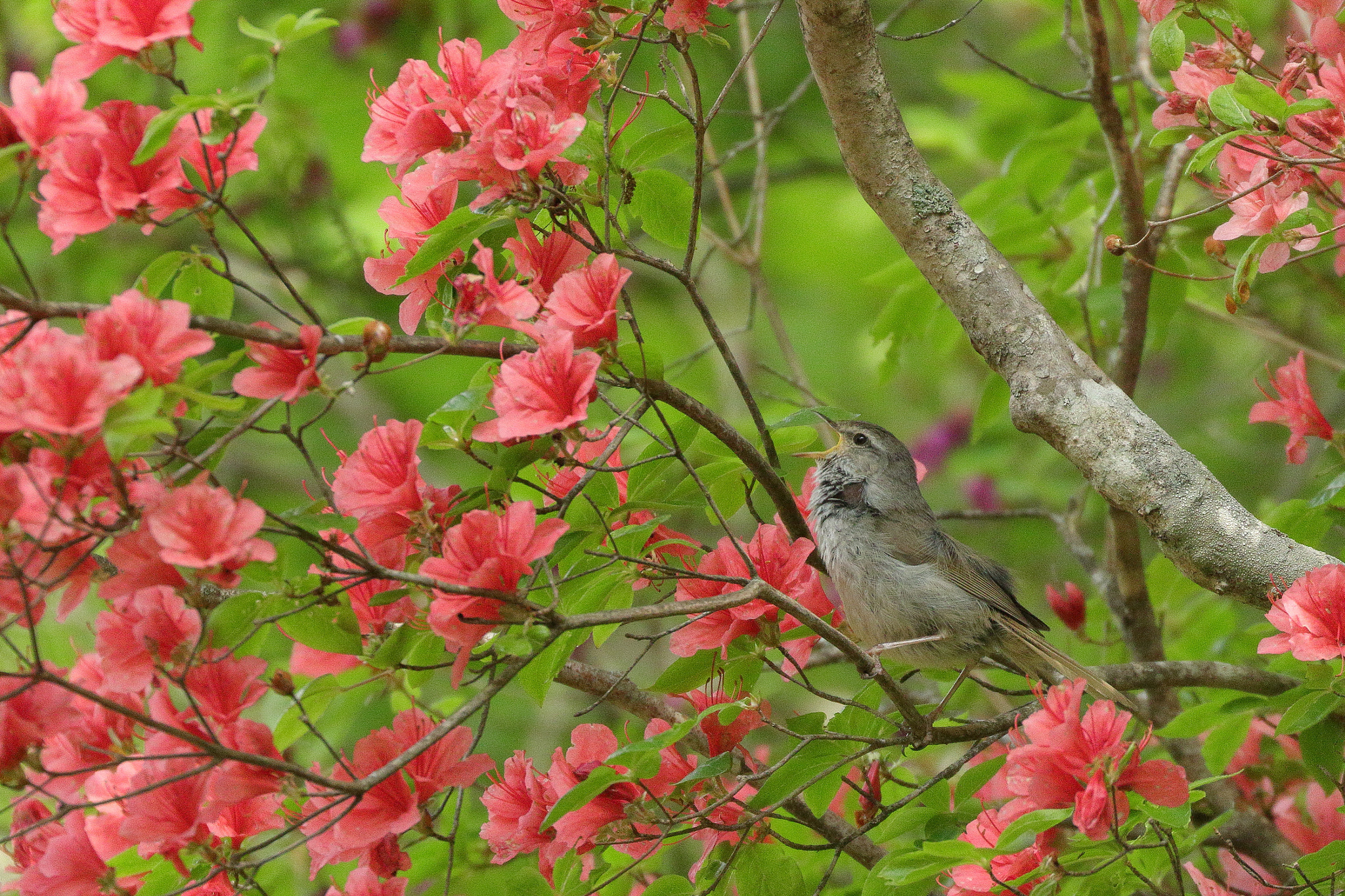 Canon EOS 7D Mark II sample photo. ウグイスと山ツツジ 7i2a6401 photography