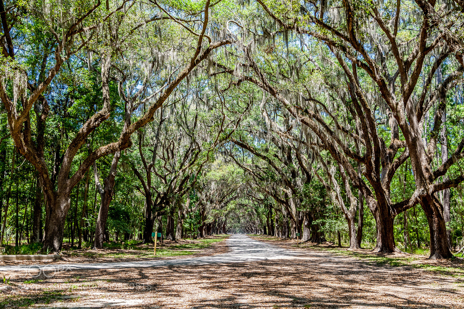 Canon EOS 5D Mark II sample photo. Wormsloe, live oak drive photography