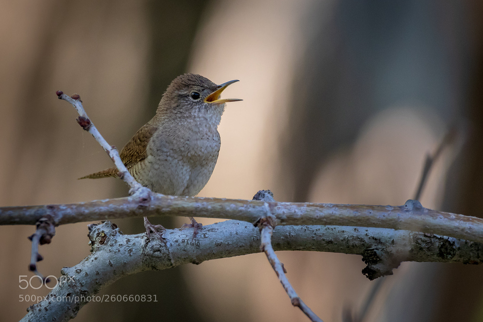 Canon EOS 7D Mark II sample photo. Wren photography