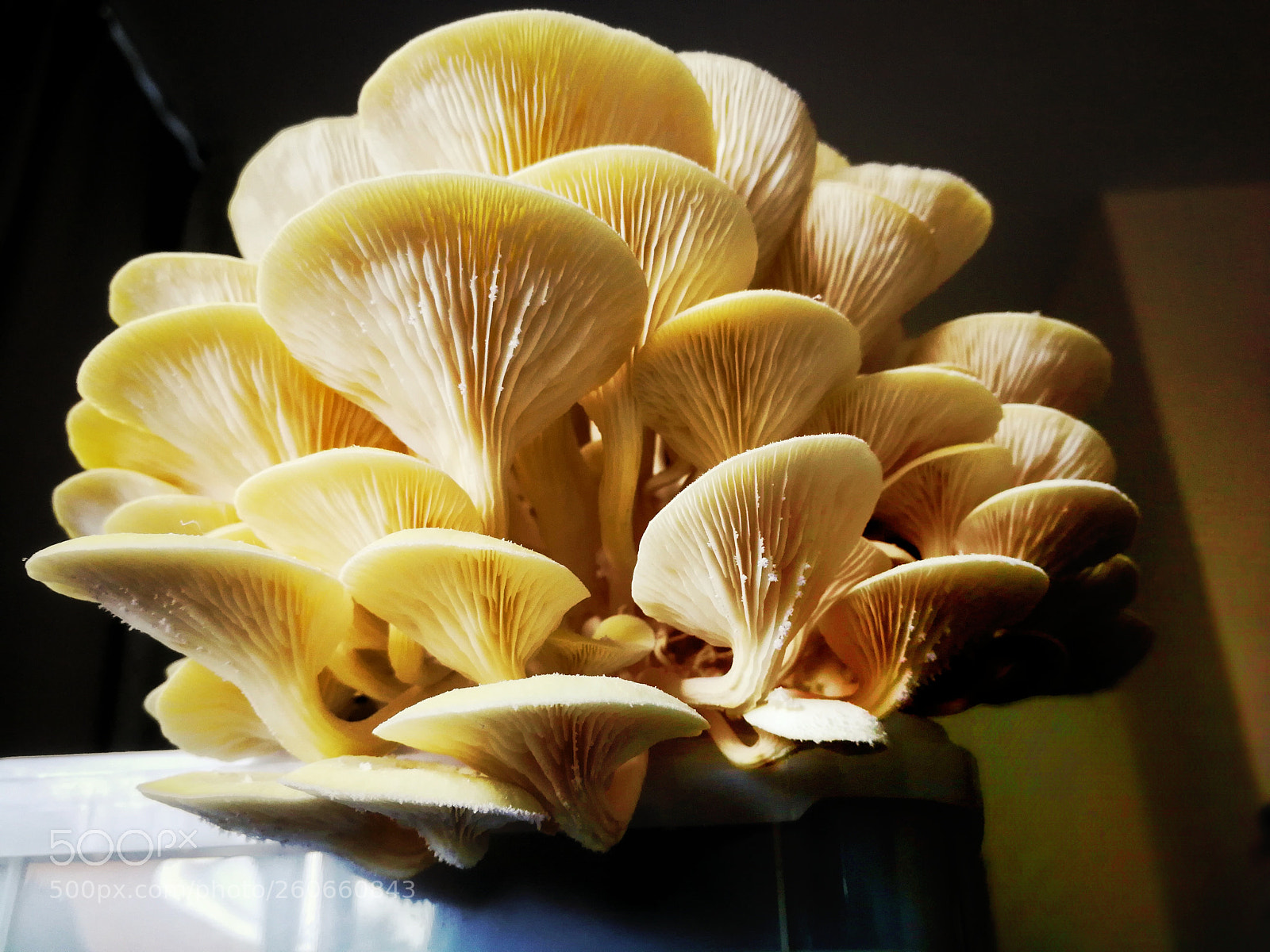 HUAWEI P10 sample photo. Castle of mushroom photography