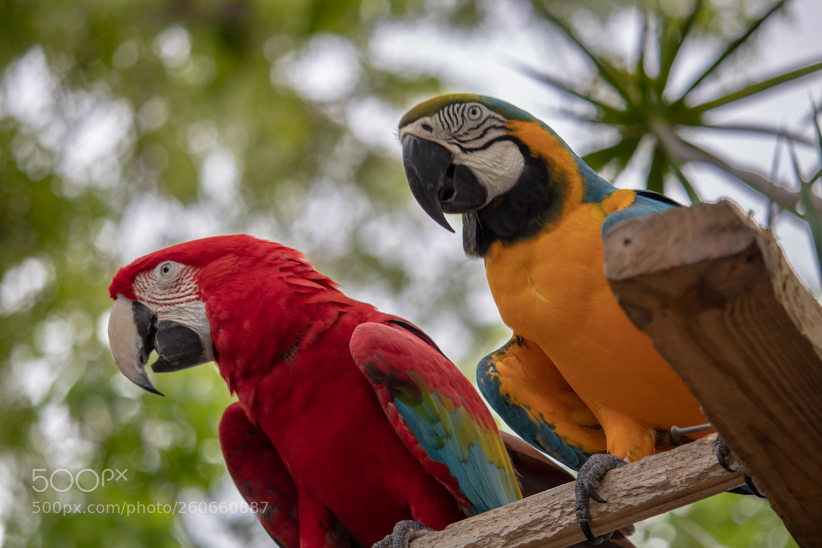 Canon EOS 77D (EOS 9000D / EOS 770D) sample photo. Birds of a feather photography