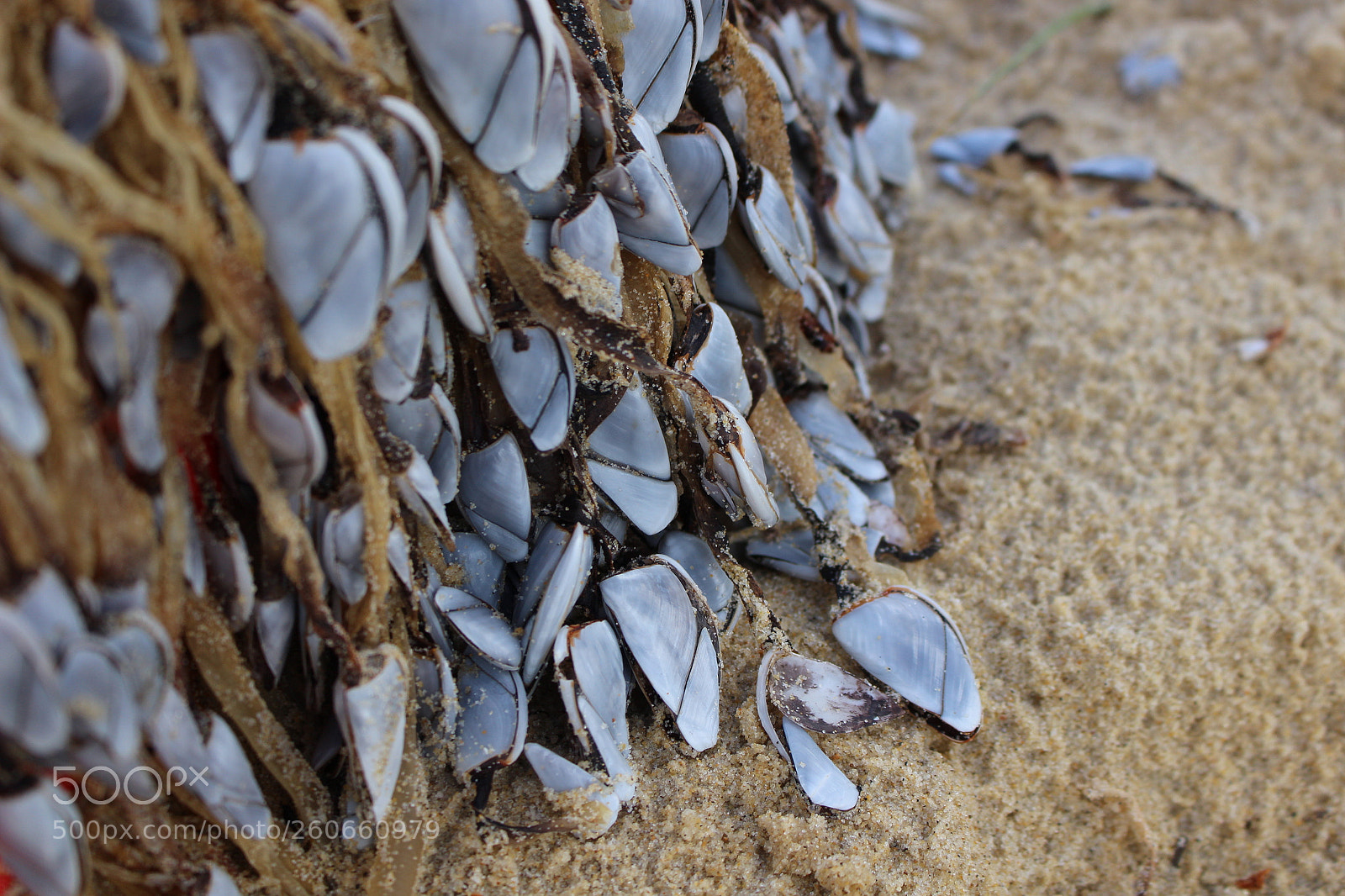 Canon EOS 100D (EOS Rebel SL1 / EOS Kiss X7) sample photo. Moules sauvages photography