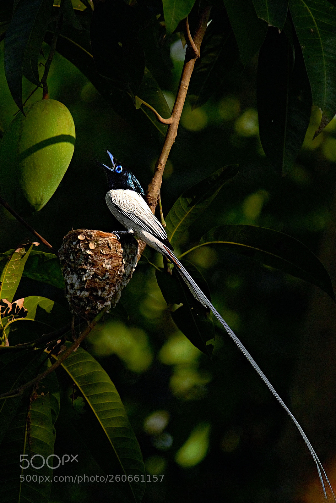 Canon EOS 60D sample photo. Indian paradise flycatcher photography