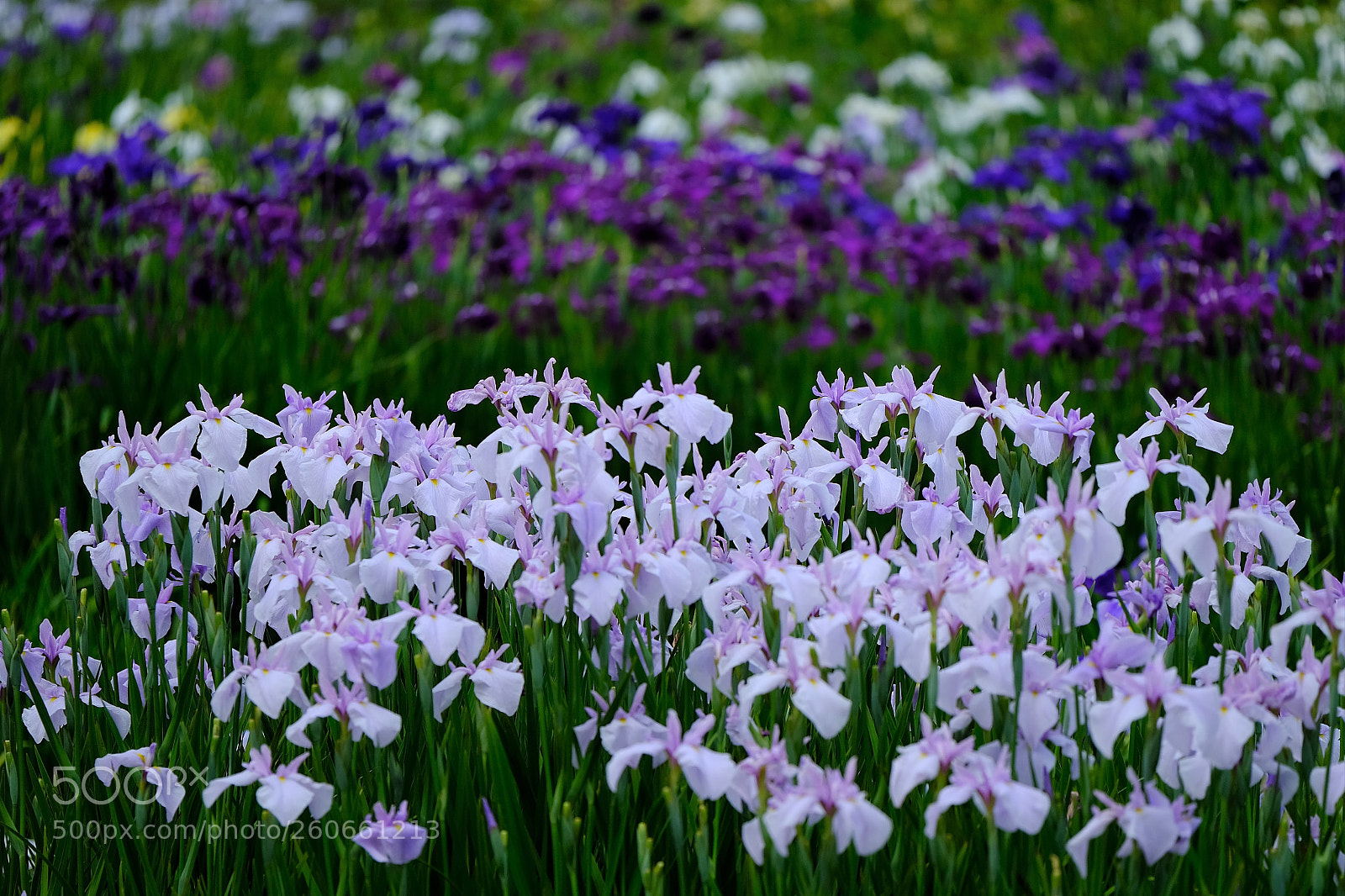 Fujifilm X-T2 sample photo. 花菖蒲の季節 photography