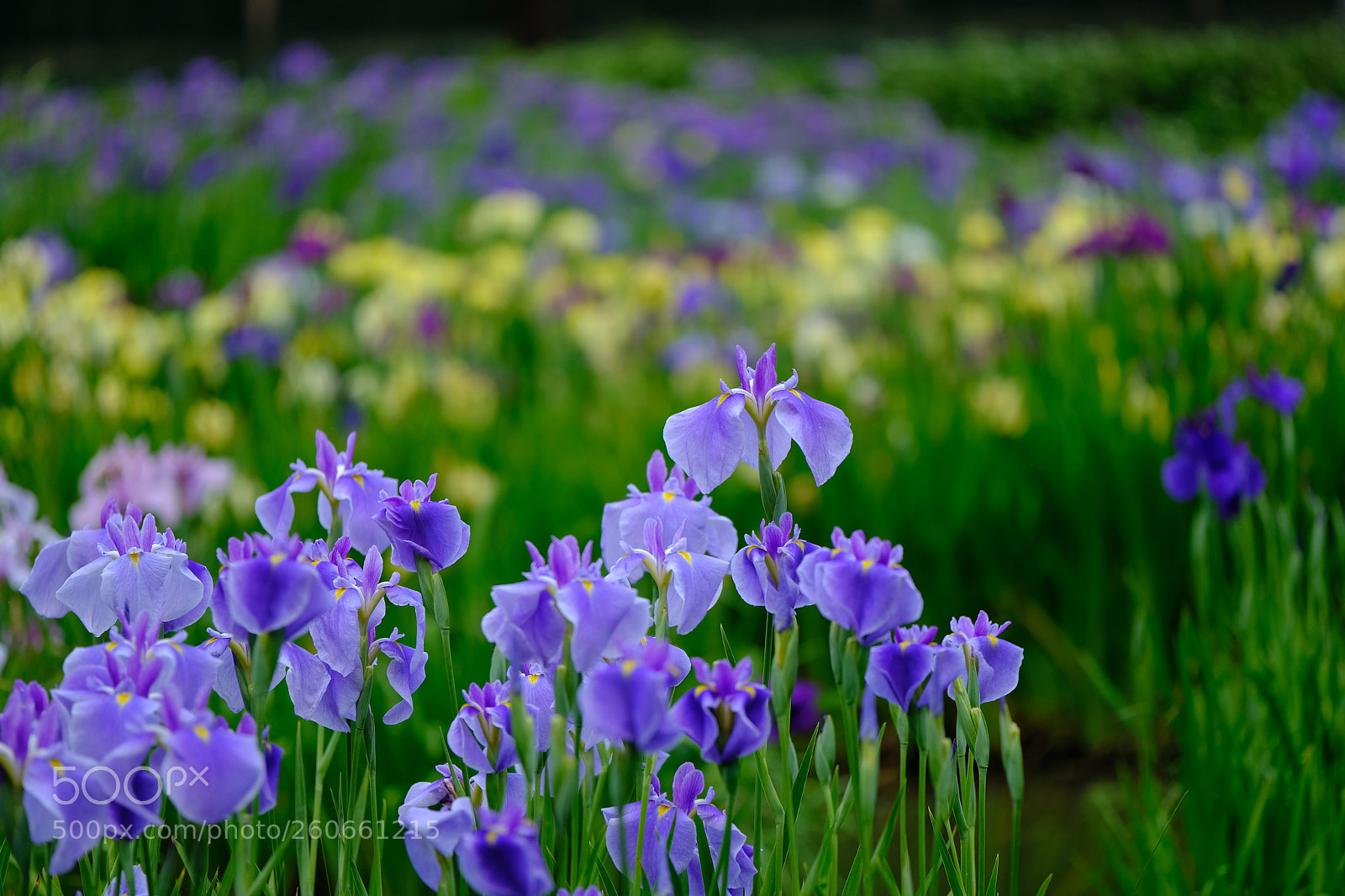 Fujifilm X-T2 sample photo. 花菖蒲の季節 photography