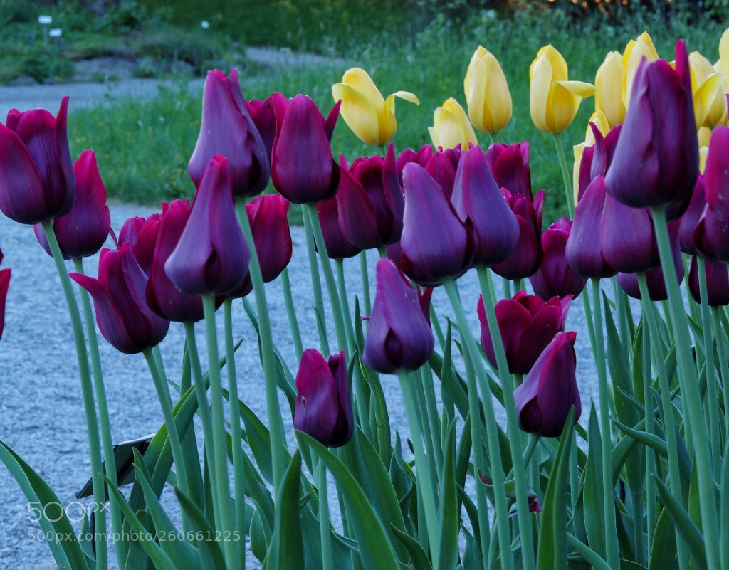 Canon EOS 5D Mark IV sample photo. Untitled photography