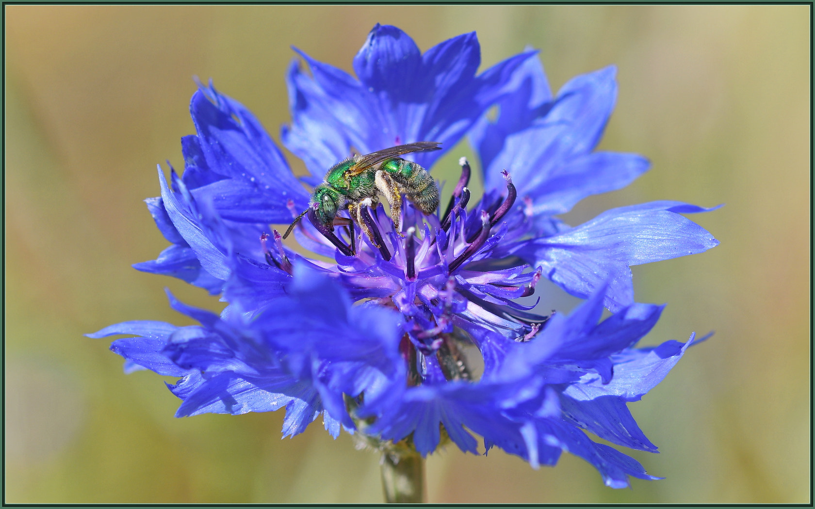 Sigma 105mm F2.8 EX DG OS HSM sample photo. Green and blue photography