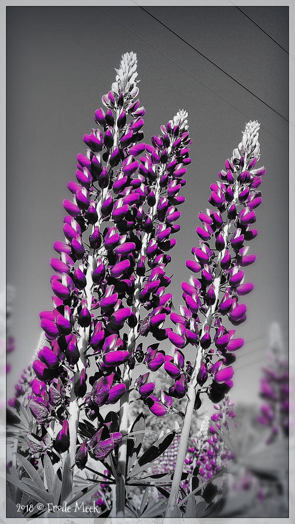 HUAWEI Mate 10 Lite sample photo. Lupin photography