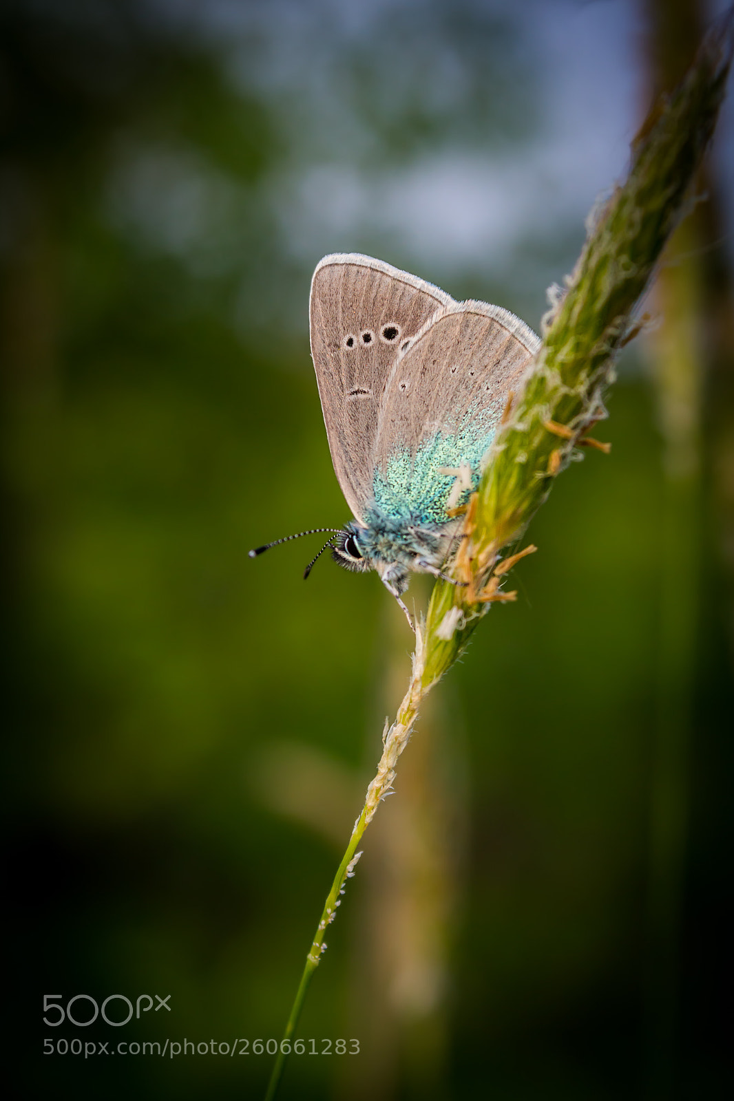 Canon EOS 700D (EOS Rebel T5i / EOS Kiss X7i) sample photo. Spring butterfly photography