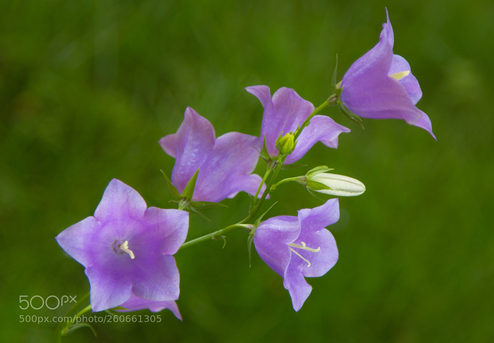 Canon EOS 7D sample photo. Fiori photography