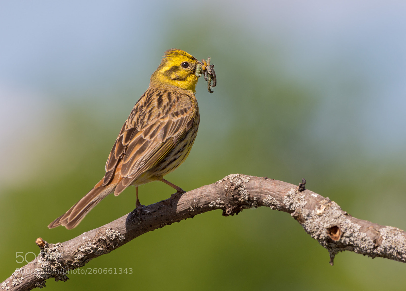Nikon D7200 sample photo. Yellowhammer photography