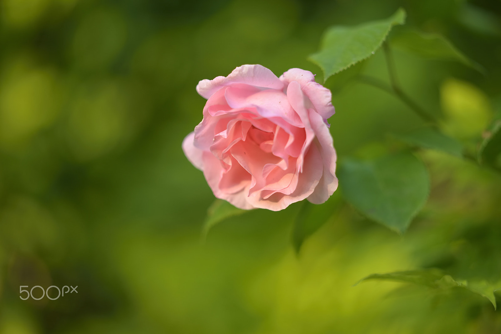 Zeiss Milvus 85mm f/1.4 sample photo. The queen of the garden / la reine du jardin photography