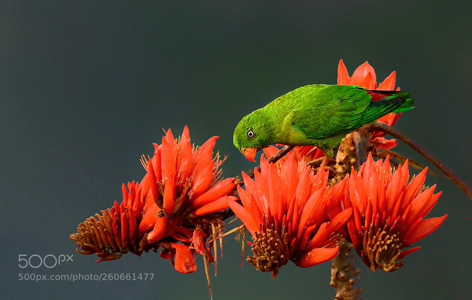 Canon EOS 60D sample photo. Vernal hanging parrot photography