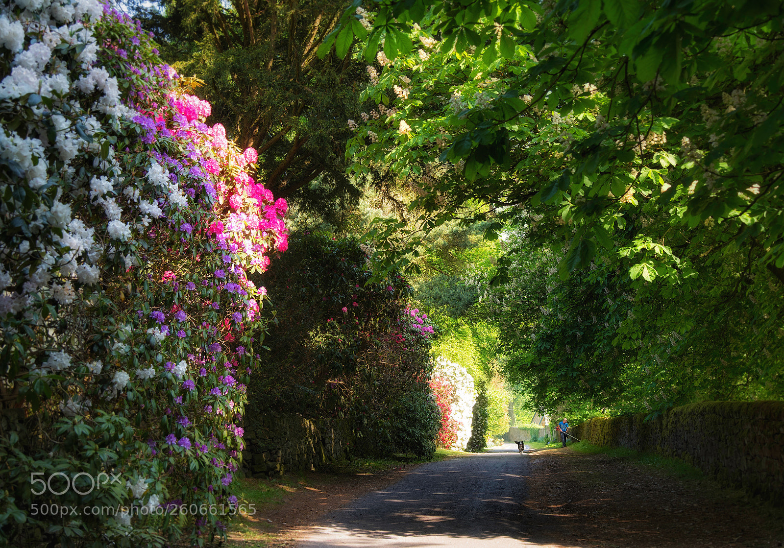 Nikon D750 sample photo. Long lane at lea photography