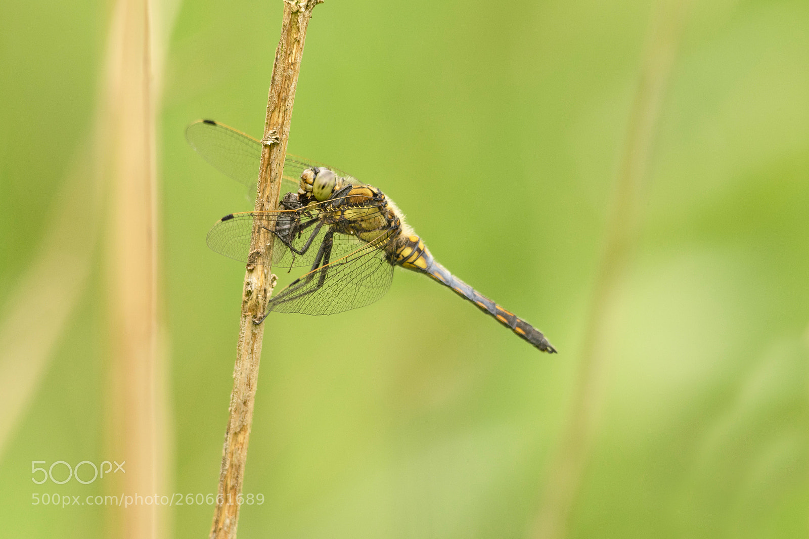 Pentax K-3 sample photo. Eating dragonfly photography