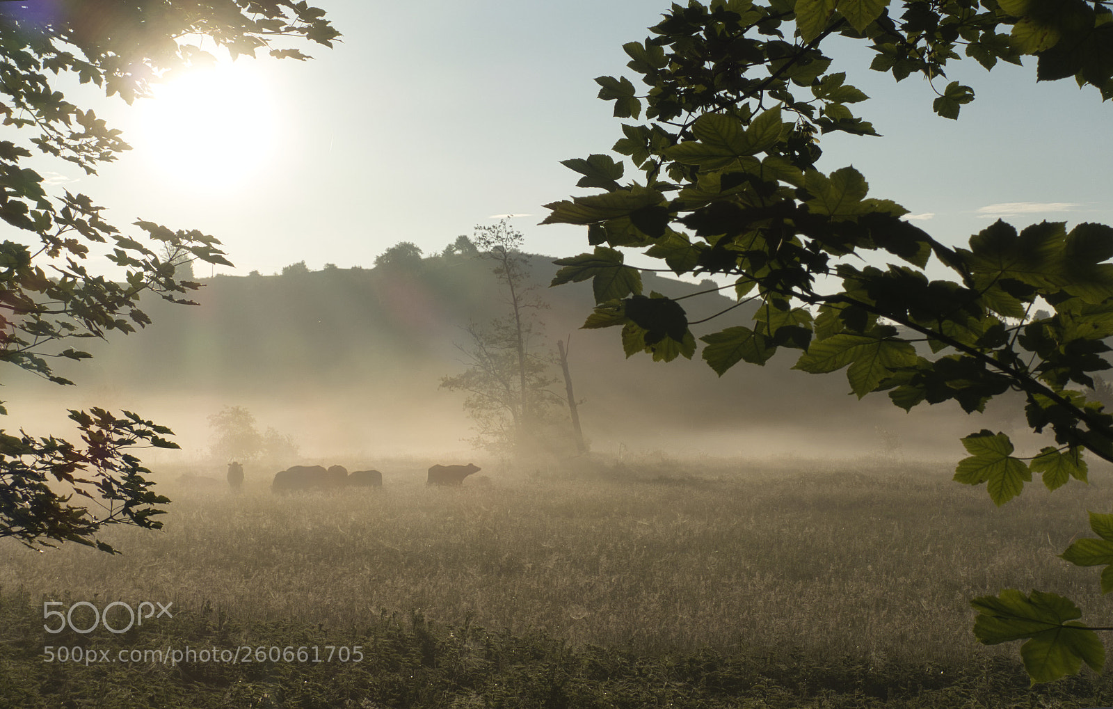 Sony Cyber-shot DSC-RX100 III sample photo. Cattle in the mist photography