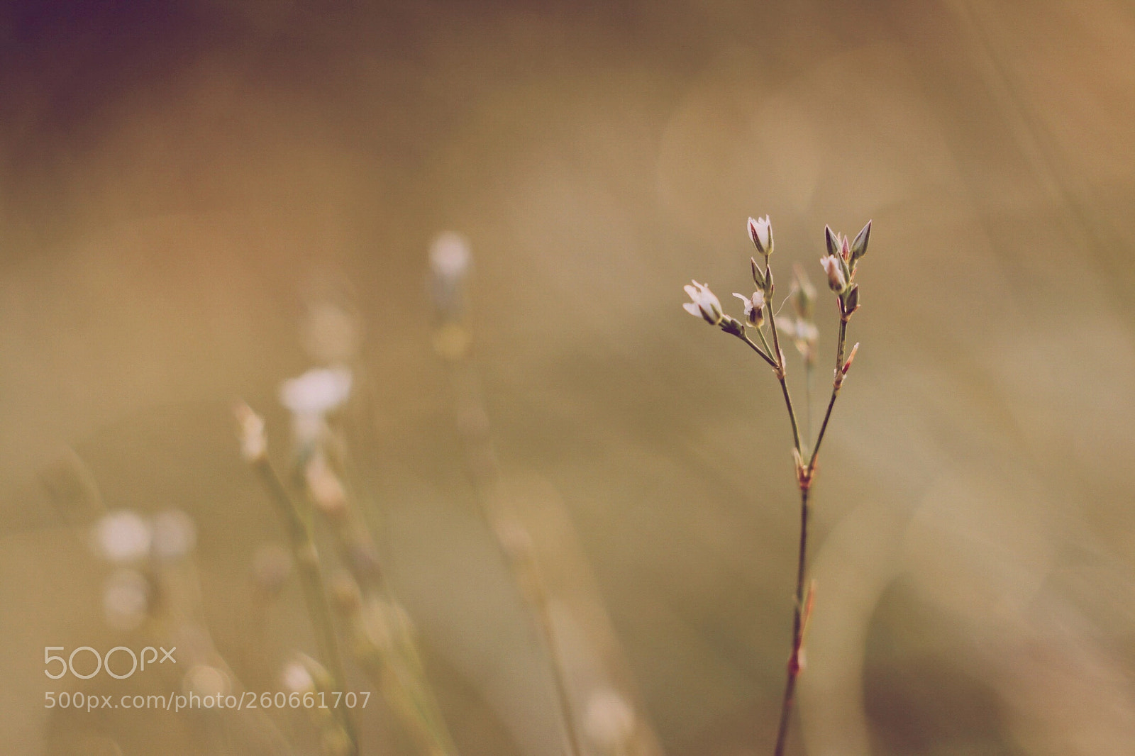 Canon EOS 80D sample photo. Untitled photography