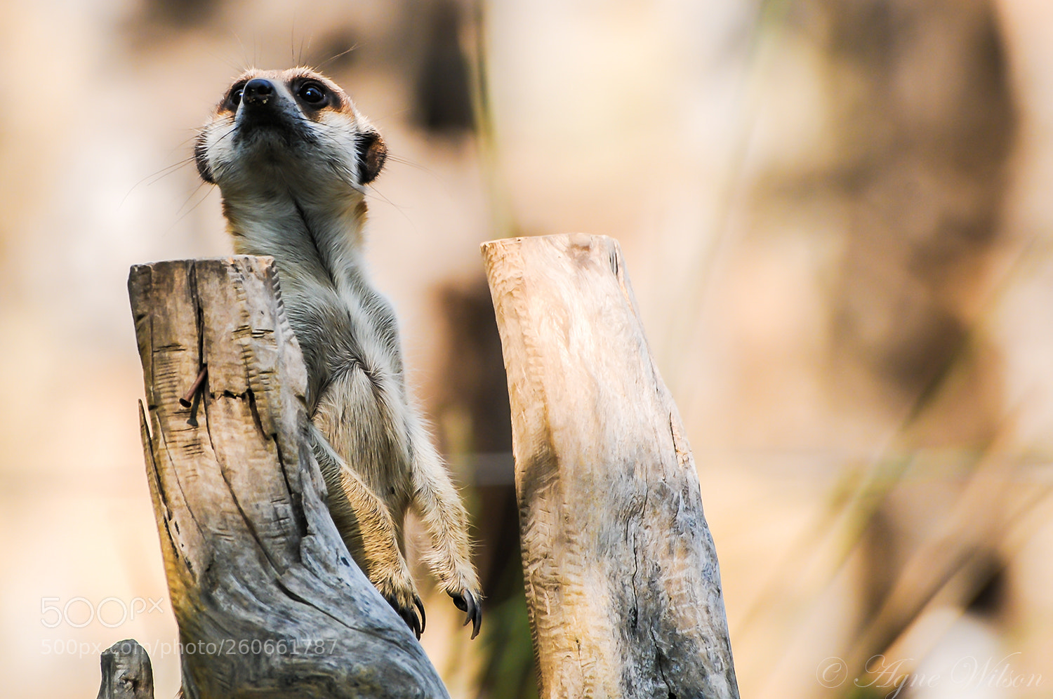 Nikon D300 sample photo. "invisible meerkat" photography